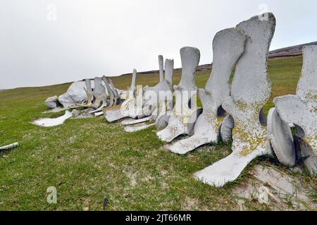 Scheletro di una balena sei (Balaenoptera borealis) sulla spiaggia di Saunders Island, Isole Falkland, Regno Unito, Sud America, America Foto Stock