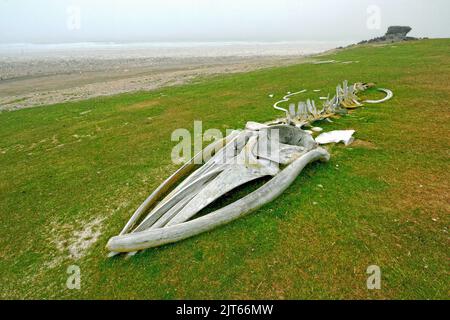 Scheletro di una balena sei (Balaenoptera borealis) sulla spiaggia di Saunders Island, Isole Falkland, Regno Unito, Sud America, America Foto Stock