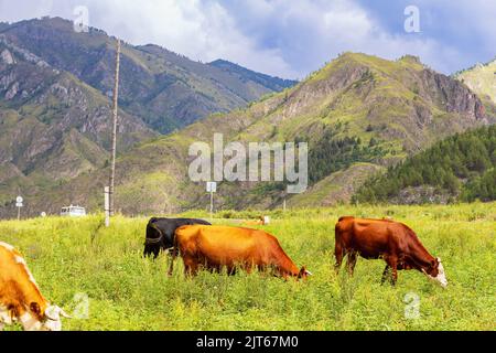 Auto UAZ vintage bianca che guida lungo l'autostrada, focalizzazione selettiva. Mucche brune e nere in estate giorno limpido con cielo nuvoloso. Animali. Agriculture. Mucche brune Foto Stock