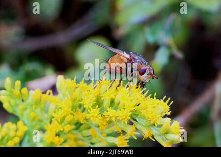 Die Igelfliege (Tachina fera) Foto Stock