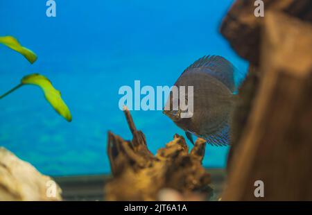 Vista ravvicinata del cichlid di pesce discus di pelle di serpente blu che nuota in acquario. Pesci tropicali. Concetto di hobby. Svezia. Foto Stock