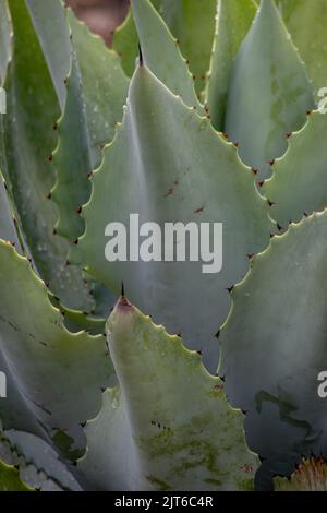 Un colpo verticale di agave potatorum pianta parte in un pomeriggio di estate Foto Stock