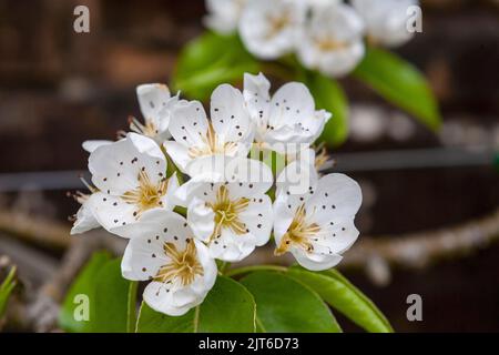 Primo piano della fioritura del pero (Pyrus communis) «Doyenné du Comice» nel giardino degli ortofrutticoli, RHS Rosemoor, Devon, Regno Unito Foto Stock