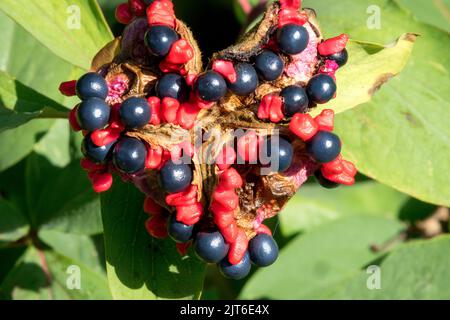 Peony mlokosewitschii, Berries, Peony Seed Head Pod Glossy Seed Heads, Paeonia andato a Seed Foto Stock