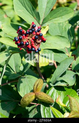 Peony mlokosewitschii, Berries, testa di semi di Peony, Pod, teste di semi, Paeonia, Seedheads Foto Stock