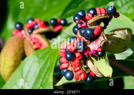 Semi di pony Pod, Paeonia mlokosewitschii, Nero, Berries, semi di testa, Semi, teste di semi Foto Stock