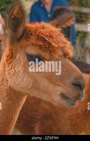 Ritratti di stupende alpaca lanuginose e lanuginose a Meet and Greet, Capstone Farm, Chatham, Kent, Regno Unito Foto Stock