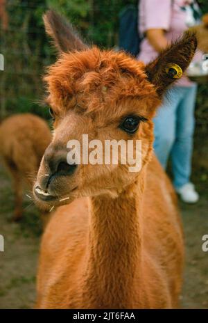 Ritratti di stupende alpaca lanuginose e lanuginose a Meet and Greet, Capstone Farm, Chatham, Kent, Regno Unito Foto Stock