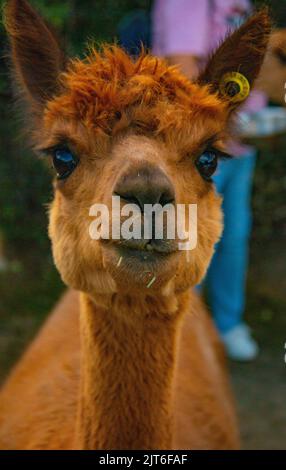 Ritratti di stupende alpaca lanuginose e lanuginose a Meet and Greet, Capstone Farm, Chatham, Kent, Regno Unito Foto Stock