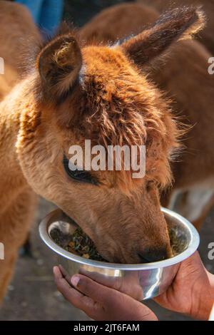 Ritratti di stupende alpaca lanuginose e lanuginose a Meet and Greet, Capstone Farm, Chatham, Kent, Regno Unito Foto Stock