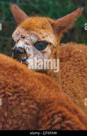 Ritratti di stupende alpaca lanuginose e lanuginose a Meet and Greet, Capstone Farm, Chatham, Kent, Regno Unito Foto Stock