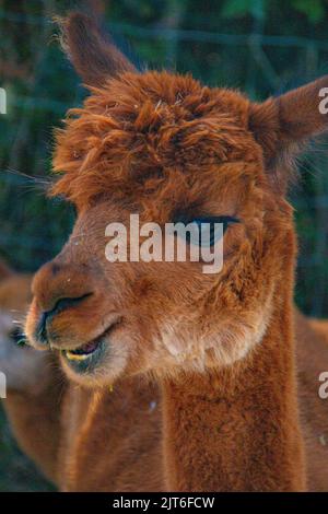 Ritratti di stupende alpaca lanuginose e lanuginose a Meet and Greet, Capstone Farm, Chatham, Kent, Regno Unito Foto Stock