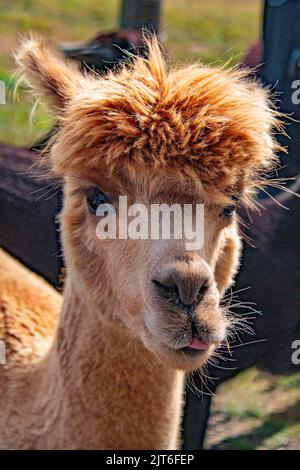 Ritratti di stupende alpaca lanuginose e lanuginose a Meet and Greet, Capstone Farm, Chatham, Kent, Regno Unito Foto Stock