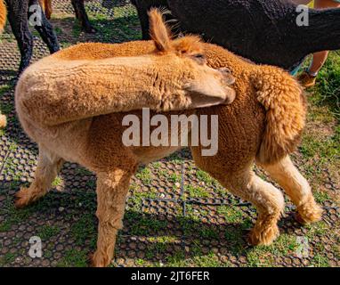 Ritratti di stupende alpaca lanuginose e lanuginose a Meet and Greet, Capstone Farm, Chatham, Kent, Regno Unito Foto Stock