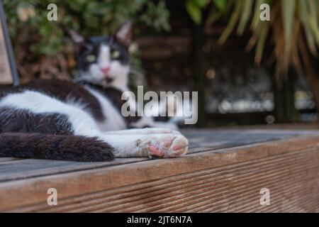 Gatto con pelliccia bianca e nera si stende su una panca, concentrarsi sulle zampe e la coda Foto Stock