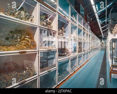 Il Museo Stand di Storia Naturale vista interna, vasta collezione di uccelli mammiferi insetti e ossa. Brighton e Hove East Sussex Inghilterra Regno Unito Foto Stock