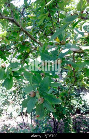 Medaglie sull'albero - Mespilus germanica. Giardino fisico di Cowbridge,. Cowbridge, vale of Glamorgan, vicino Cardiff. Agosto 2022 Foto Stock