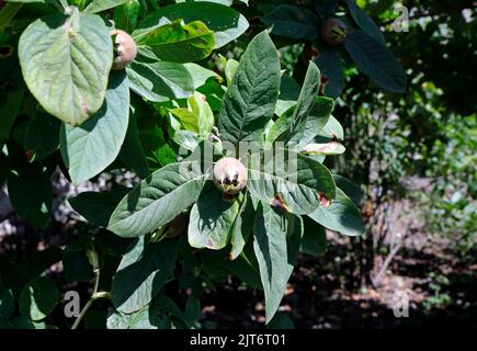 Medaglie sull'albero - Mespilus germanica. Giardino fisico di Cowbridge,. Cowbridge, vale of Glamorgan, vicino Cardiff. Agosto 2022 Foto Stock