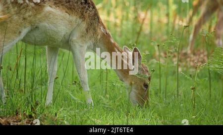 Il Deer di Fallow che pascola nell'erba Foto Stock