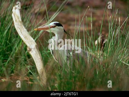 Grigio Heron Hiding in erba alta Foto Stock