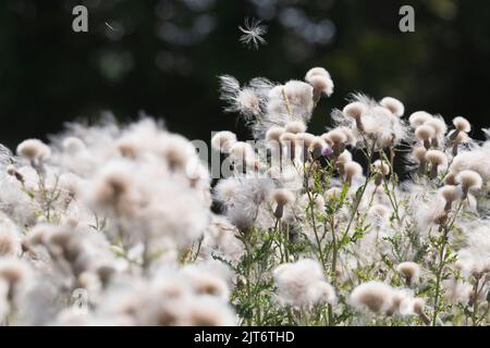 Fiori di cardo strisciante (Arvense di Cirsium) formano una massa morbida di semi-teste che rilasciano semi nel Breeze Foto Stock