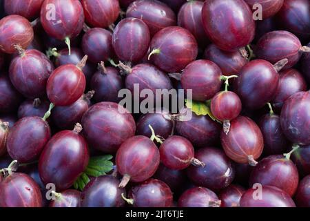 Uva rossa di Hinnonmaki coltivata in casa (Ribes uva-crispa) Foto Stock