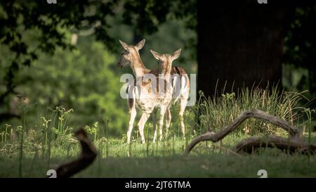 Due cervi in fiero al sole Foto Stock