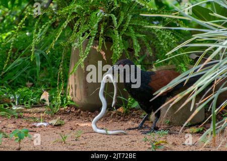 Un primo piano di Centropus Sinensis uccello Holdinh serpente in becco Foto Stock