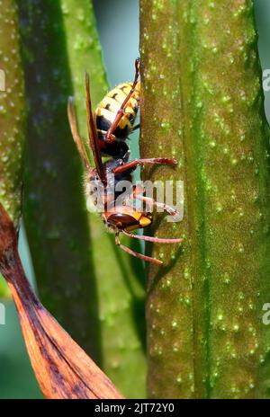 Calabrone europeo, Hornisse, Frelon européen, Vespa crabro, lódarázs, Budapest, Ungheria, Magyarország, Europa Foto Stock