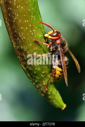 Calabrone europeo, Hornisse, Frelon européen, Vespa crabro, lódarázs, Budapest, Ungheria, Magyarország, Europa Foto Stock