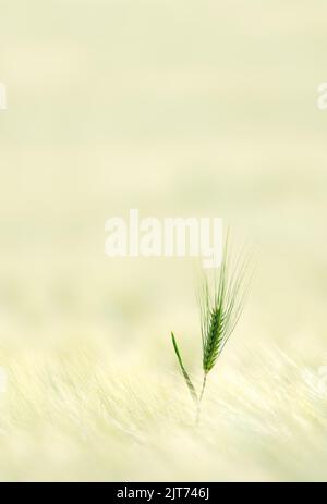 Una sola spiga di grano in un campo di grano, morbido dorato, minimalismo, spazio di testo, verticale Foto Stock
