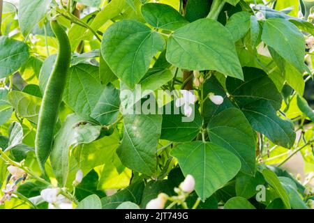 Fagiolo runner crescente, Phaseolus coccineus 'Gigante greco'. Foto Stock