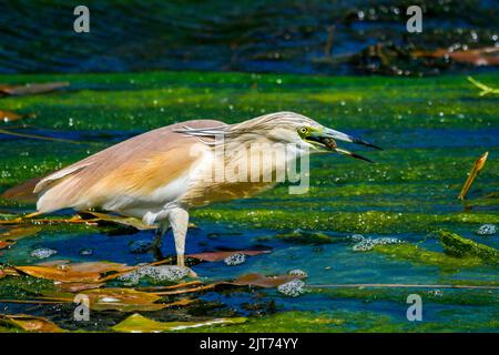 L'airone di squacco (Ardeola ralloides) è un piccolo airone Foto Stock