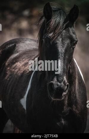 Primo piano verticale di un grande stallone nero con sfondo sfocato Foto Stock
