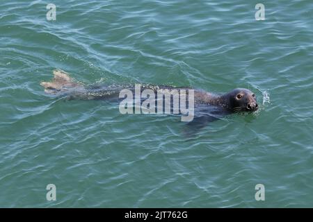 Nuoto con le foche grigie nelle acque turchesi di Chatham Harbor, Cape Cod, ma. Vista dalla piattaforma di osservazione del molo di pesca. Foto Stock