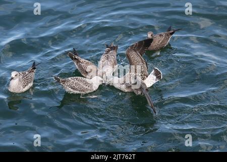 Un gruppo di gabbiani affamati che combattono sugli scarti di pesce presso il molo di pesca di Chatham, visto dalla piattaforma di osservazione Foto Stock