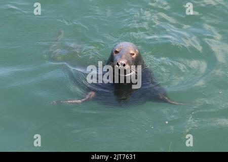 Nuoto con le foche grigie nelle acque turchesi di Chatham Harbor, Cape Cod, ma. Vista dalla piattaforma di osservazione del molo di pesca. Foto Stock