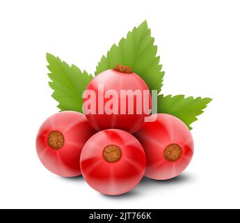 Ribes rosso. Rappresentazione vettoriale 3D realistica di bacche e foglie verdi, isolate su sfondo bianco. Illustrazione Vettoriale