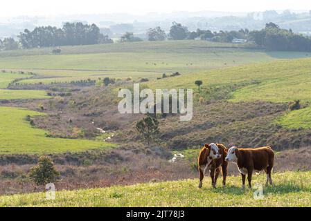 Vitelli in ampio campo di allevamento a Rio Grande do sul, Brasile. Allevamento di bovini da carne. Pampa sudamericana. Allevamento in Brasile meridionale. Foto Stock