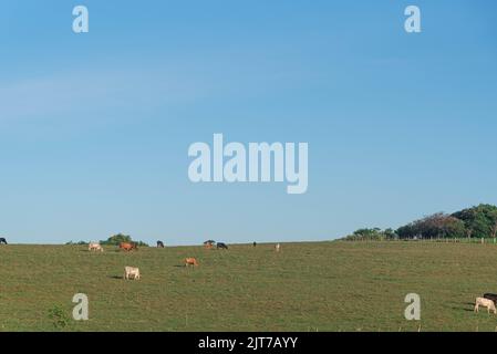 Ampi campi di allevamento di bovini da carne nello Stato di Rio Grande do sul, Brasile. Allevamento di bovini. Produzione di cibo per il consumo umano. Rurale Foto Stock