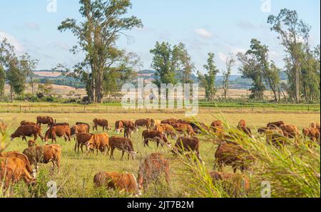 Ampi campi di allevamento di bovini da carne nello Stato di Rio Grande do sul, Brasile. Allevamento di bovini. Produzione di cibo per il consumo umano. Rurale Foto Stock