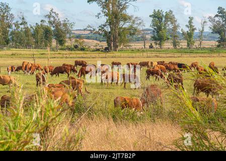 Ampi campi di allevamento di bovini da carne nello Stato di Rio Grande do sul, Brasile. Allevamento di bovini. Produzione di cibo per il consumo umano. Rurale Foto Stock