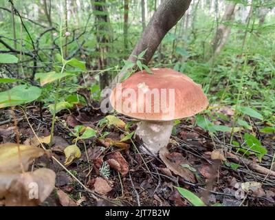 Porcini Pep Bianco funghi Re Boleto Pinofilo. Micelio fungino in muschio in una foresta. Grandi funghi di Bolete in natura. Stagione di raccolta dei funghi Foto Stock