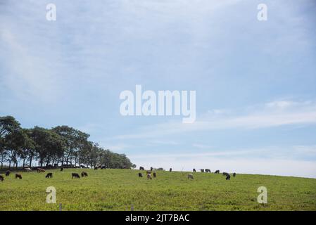 Animali da fattoria in allevamento estensivo in un allevamento di bestiame. Allevamento di bestiame. Azienda agricola di produzione. Bovini di manzo. Bovini di manzo. Foto Stock
