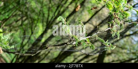 Cankerwork larva di seta che copre gli alberi del bosco Foto Stock