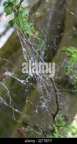 Cankerwork larva di seta che copre gli alberi del bosco Foto Stock