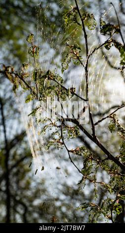 Cankerwork larva di seta che copre gli alberi del bosco Foto Stock