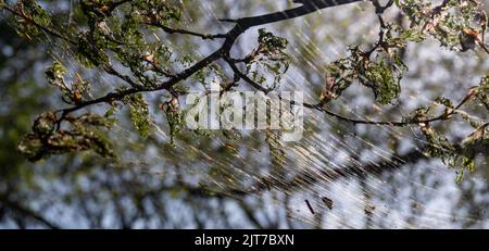 Cankerwork larva di seta che copre gli alberi del bosco Foto Stock