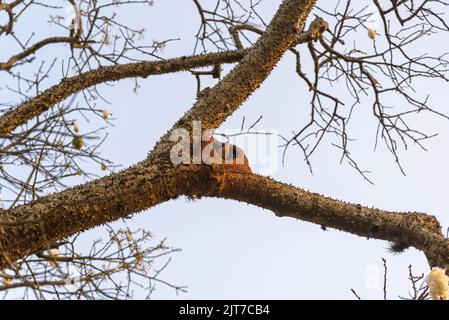 Coppia di uccelli Furnarius rufus costruire la loro casa di fango sull'albero. Il João-de-barro è un uccello della famiglia degli Psittacidi. Foto Stock