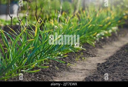 Germogli d'aglio verde che crescono in un orto Foto Stock